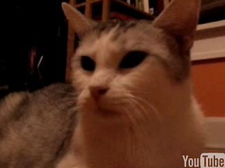 Crankiest Cat Ever: An Interview